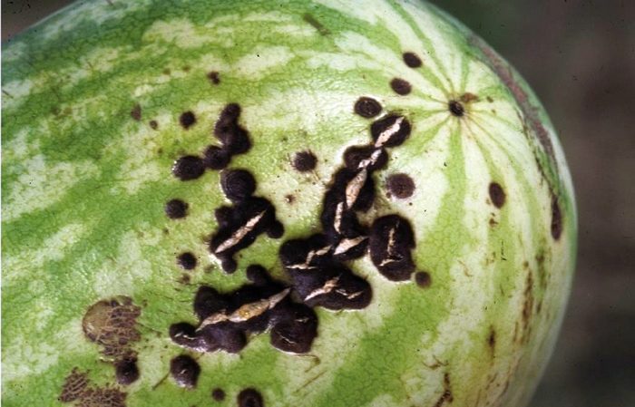 Instruções passo a passo para o cultivo de melancias para iniciantes