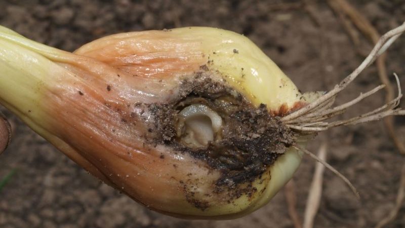 The most effective remedies for pests: how to treat onions from worms and how to do it correctly