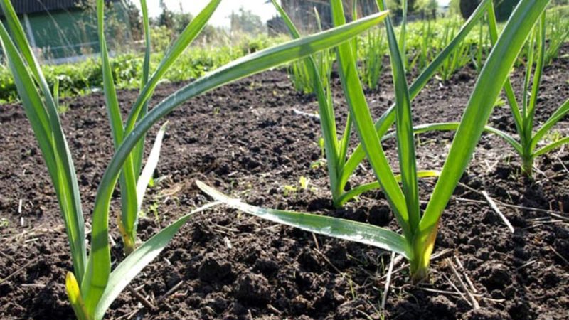 Wat is bladvoeding van tarwe en welke meststoffen kunnen voor deze doeleinden worden gebruikt