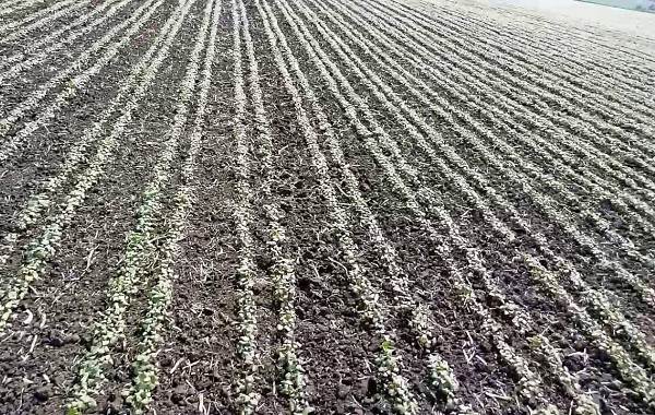 كيف تزرع الحنطة السوداء في منطقة كيميروفو: التوقيت الأمثل ومعدلات البذر