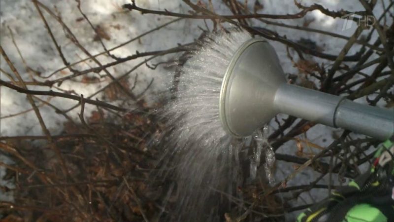 اختراق الحياة للبستانيين: كيفية صب الماء المغلي بشكل صحيح على الكشمش في الربيع وماذا سيعطي