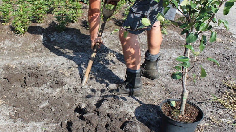 تعليمات للمبتدئين في الحدائق: كيفية زراعة شجرة تفاح في الربيع
