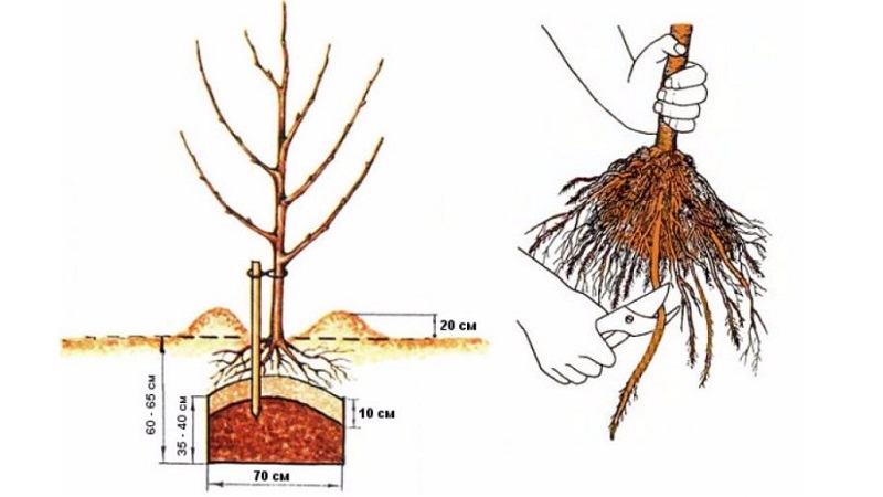 Instructies voor beginnende tuinders: hoe een appelboom in het voorjaar te planten