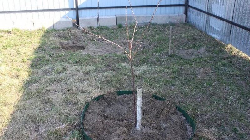 Instructies voor beginnende tuinders: hoe een appelboom in het voorjaar te planten