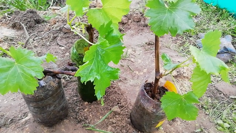 Como plantar uvas corretamente na primavera em terreno aberto