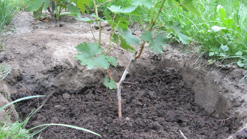 Como plantar uvas corretamente na primavera em terreno aberto