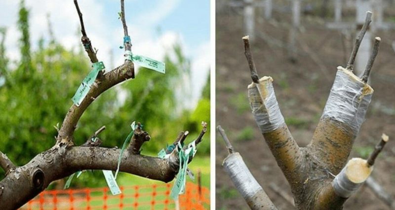 Stap voor stap een handleiding voor beginners: hoe een appelboom te planten in de lente