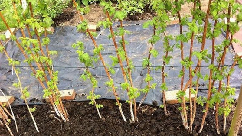 Podrobné pokyny, ako pestovať maliny na jar správne pre začínajúcich záhradníkov