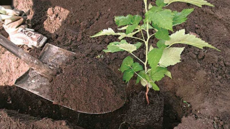 Schritt-für-Schritt-Anleitung zum richtigen Pflanzen von Himbeeren im Frühjahr für unerfahrene Gärtner