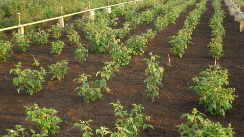 Step-by-step instructions on how to plant raspberries in the spring correctly for novice gardeners