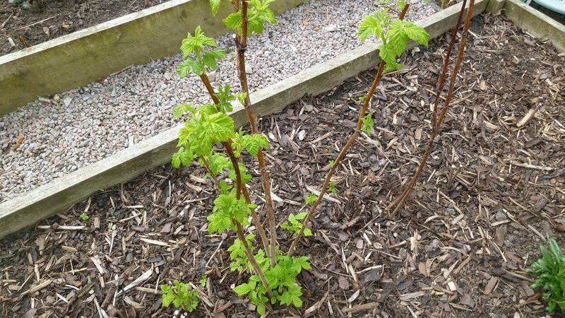 Instruções passo a passo sobre como plantar framboesas na primavera corretamente para jardineiros novatos