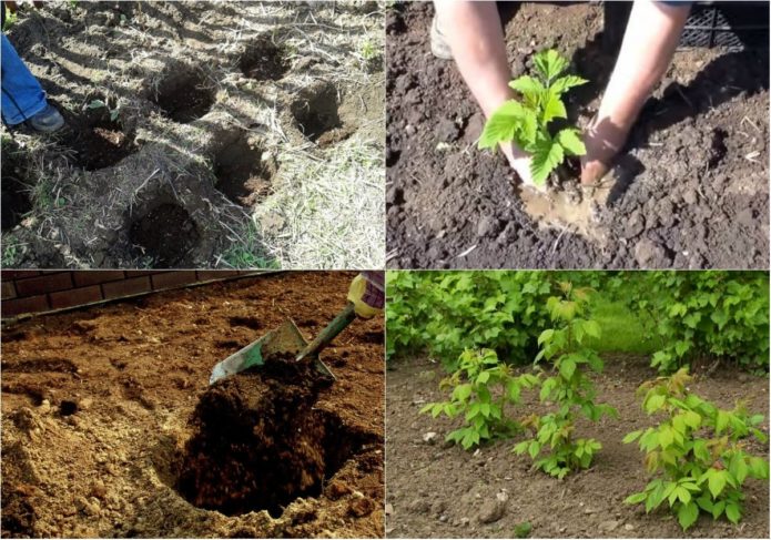 Podrobné pokyny, ako pestovať maliny na jar správne pre začínajúcich záhradníkov