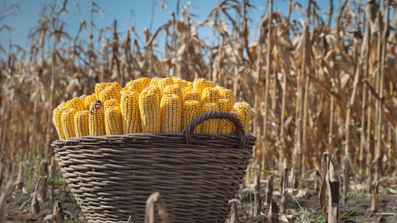 Qual é a produtividade do milho por hectare: média, a influência do tipo de variedade ou híbrido e outros fatores
