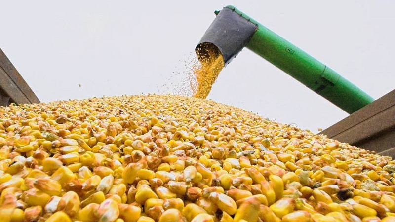 Qual é a produtividade do milho por hectare: média, a influência do tipo de variedade ou híbrido e outros fatores