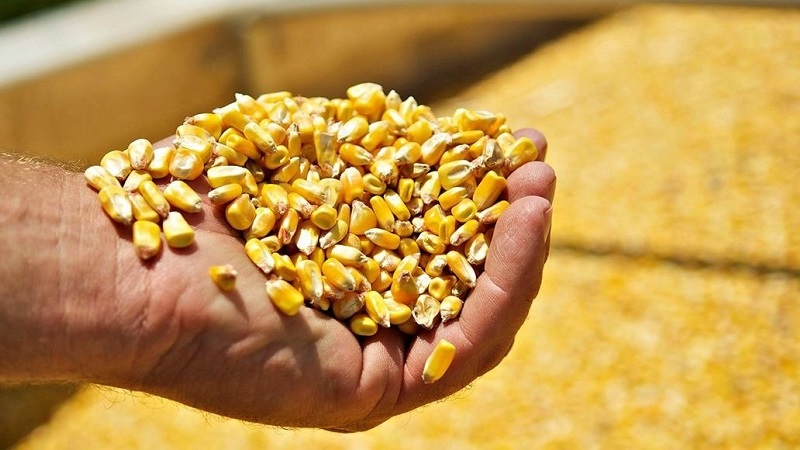 What is the yield of corn per hectare: average, the influence of the type of variety or hybrid and other factors