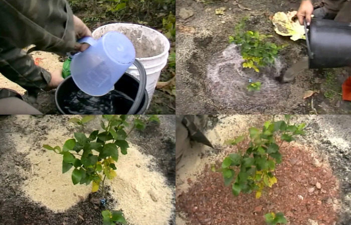 Instructions pour planter des plants de bleuets au printemps en pleine terre