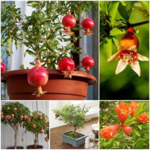 Hoe ziet een granaatappelbloem eruit en hoe zorg je voor een kamerplant tijdens de bloei en vruchtzetting