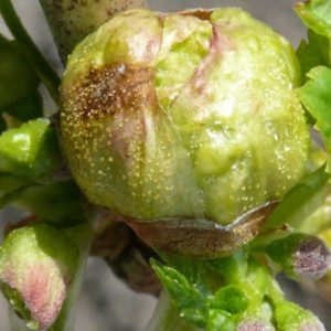 İlkbaharda frenk üzümü böbrek akarları ile mücadele için en etkili önlemler