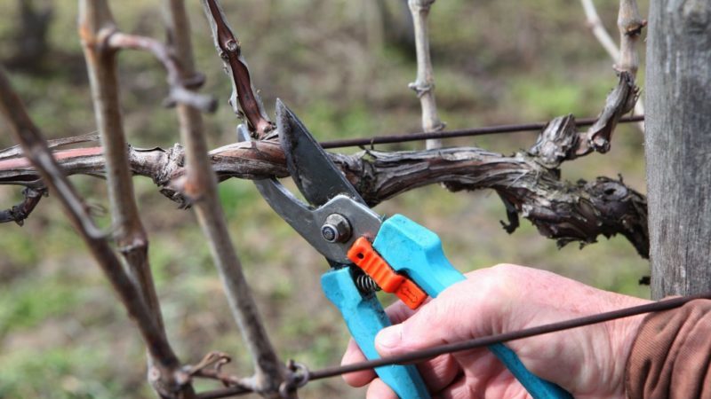 Quand et comment tailler correctement les raisins au printemps pour les débutants étape par étape: instructions et schémas