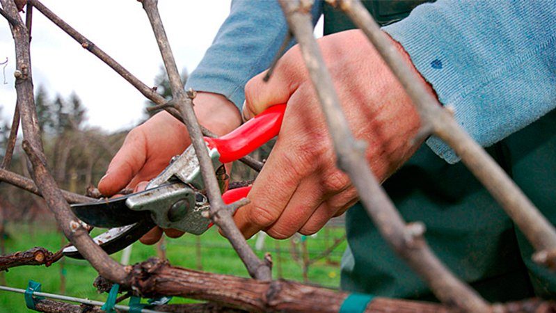 Isang hakbang-hakbang na gabay sa pag-pruning ng mga ubas sa tag-araw para sa mga nagsisimula na growers