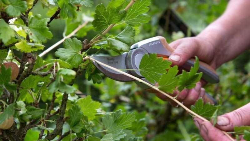 Pruning ng gooseberry: mga layunin, tiyempo, teknolohiya