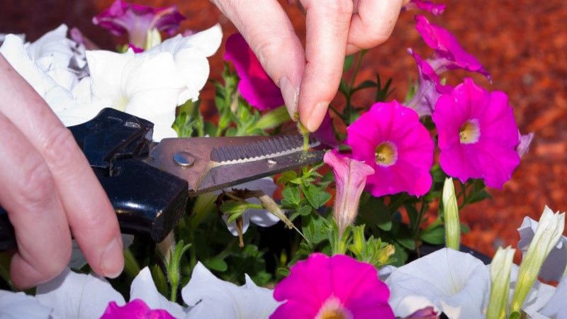 What is petunia pruning in mid-summer for and how to carry it out correctly