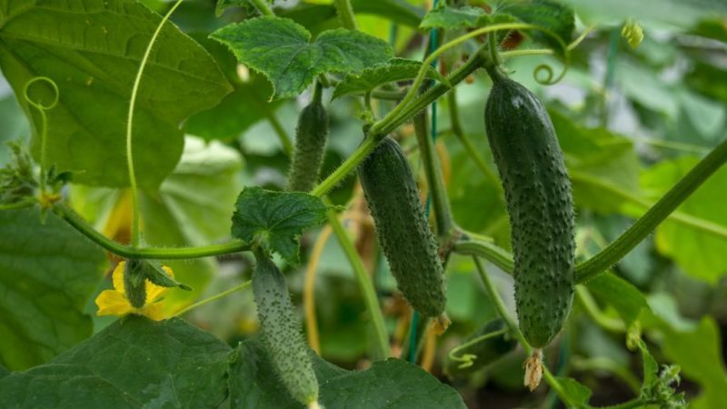 Verschillende methoden en schema's voor de vorming van komkommers in het open veld: instructies voor beginners