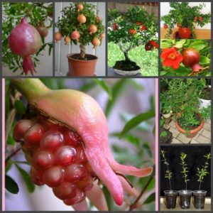 Hoe ziet een granaatappelbloem eruit en hoe zorg je voor een kamerplant tijdens de bloei en vruchtzetting