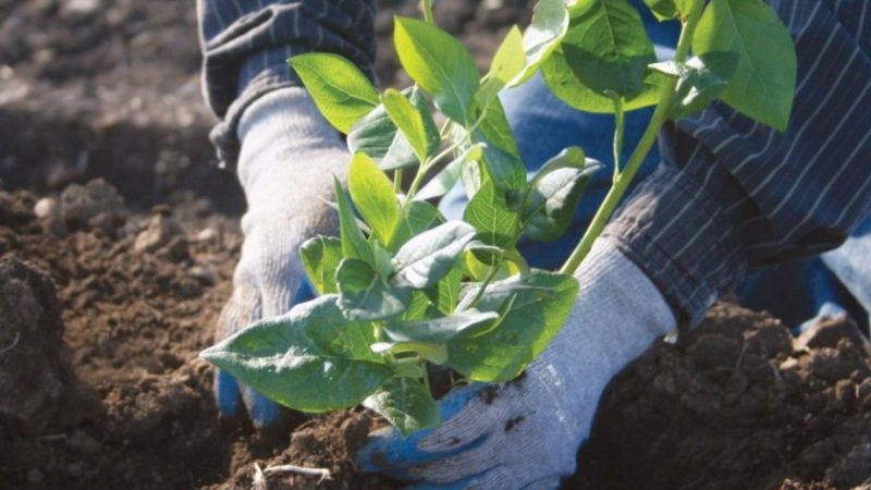 إرشادات خطوة بخطوة حول زراعة التوت الأزرق في مكان جديد في الربيع