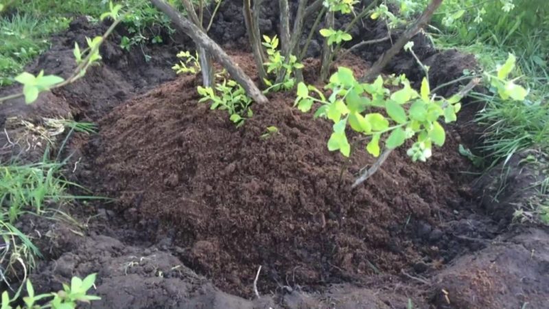 Step-by-step instructions for transplanting blueberries to a new location in spring