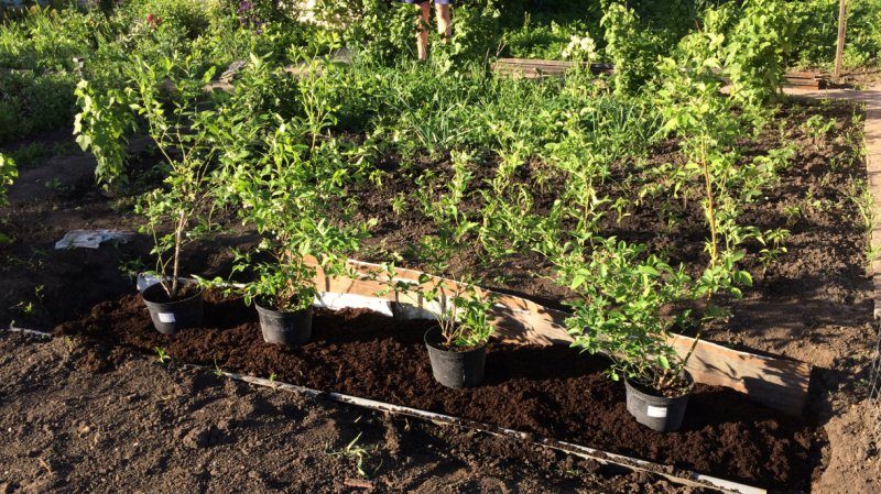 إرشادات خطوة بخطوة حول زراعة التوت الأزرق في مكان جديد في الربيع