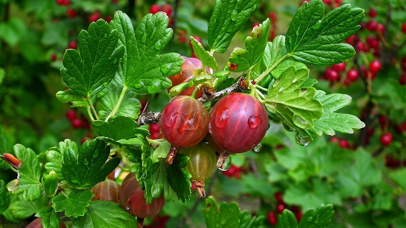 Gooseberry fruit - paglalarawan at mga katangian