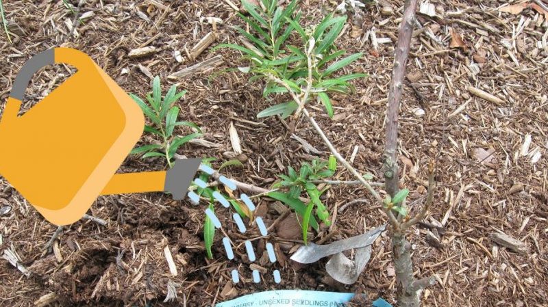 Hoe en wat duindoorn in de zomer te voeren: een gids voor beginnende tuiniers