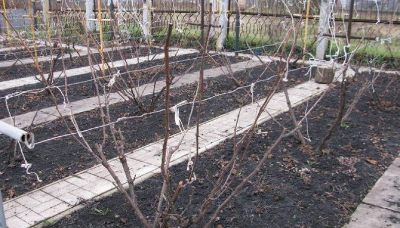 Anleitung zur Pflege der Trauben im Frühjahr nach dem Öffnen