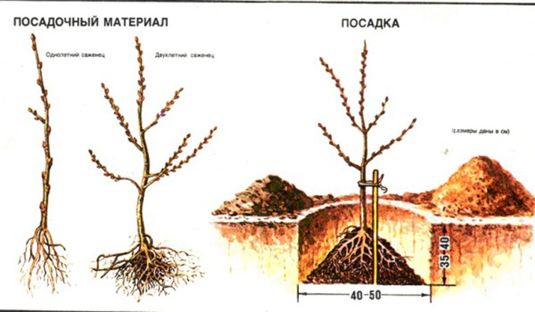 Guide de plantation de semis d'argousier au printemps: comment organiser et planter des buissons pour qu'ils portent des fruits