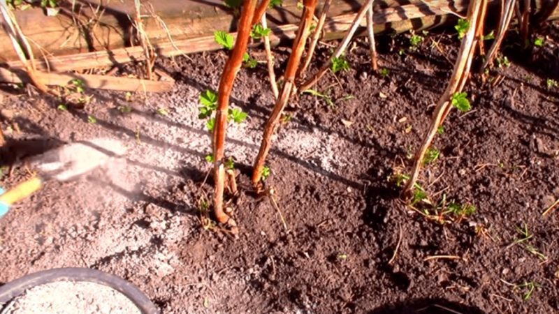 كيف ومتى وكيف تطعم التوت في الربيع من أجل حصاد جيد