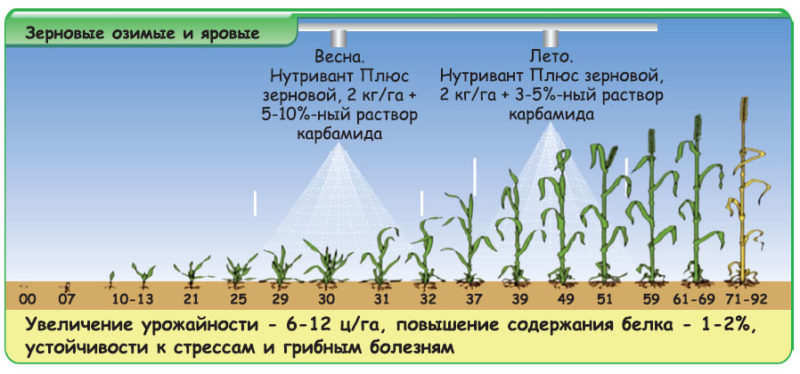 O que é a alimentação das folhas do trigo e quais fertilizantes podem ser usados ​​para esses fins