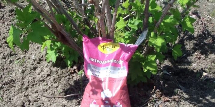 La elección de la alimentación para las grosellas en la primavera: cómo y cómo fertilizar los arbustos para una buena cosecha.