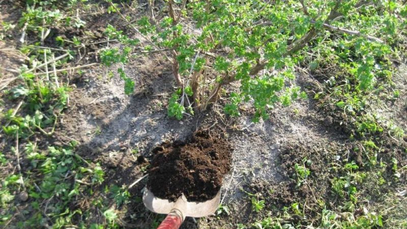 La elección de la alimentación para las grosellas en la primavera: cómo y cómo fertilizar los arbustos para una buena cosecha.