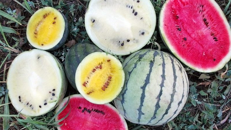 Podrobné pokyny pre pestovanie melónov pre začiatočníkov