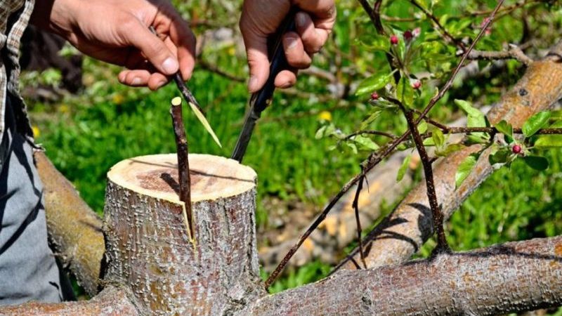 Stap voor stap een handleiding voor beginners: hoe een appelboom te planten in de lente