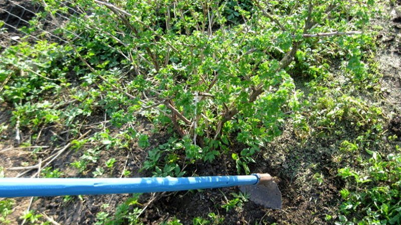 İlkbaharda frenk üzümü böbrek akarları ile mücadele için en etkili önlemler