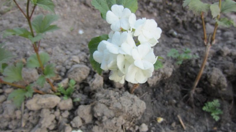 A clear guide to breeding viburnum Buldenezh in spring by cuttings