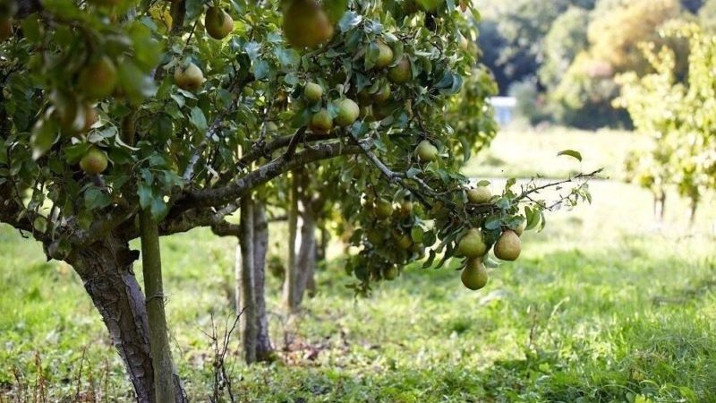 أفضل وقت لزراعة أشجار الفاكهة في منطقة موسكو: للزراعة في الربيع أو الخريف؟