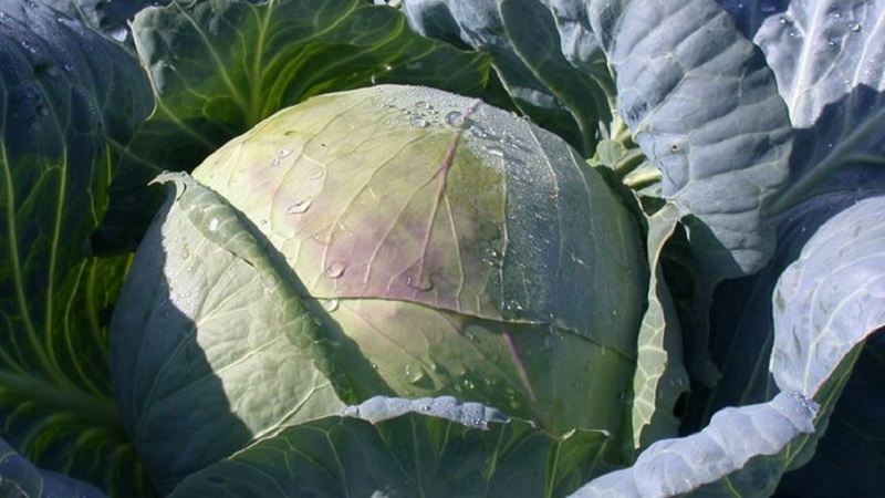 Medium late variety of cabbage Gift