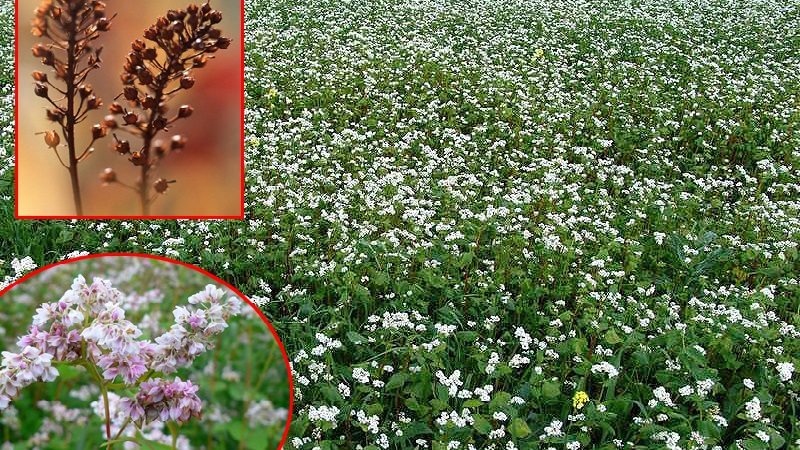 Como semear trigo sarraceno na região de Kemerovo: época ideal e taxas de semeadura