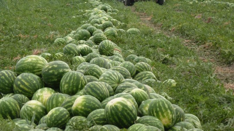 Stapsgewijze instructies voor het kweken van watermeloenen voor beginners