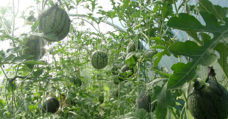 Step-by-step instructions for growing watermelons for beginners