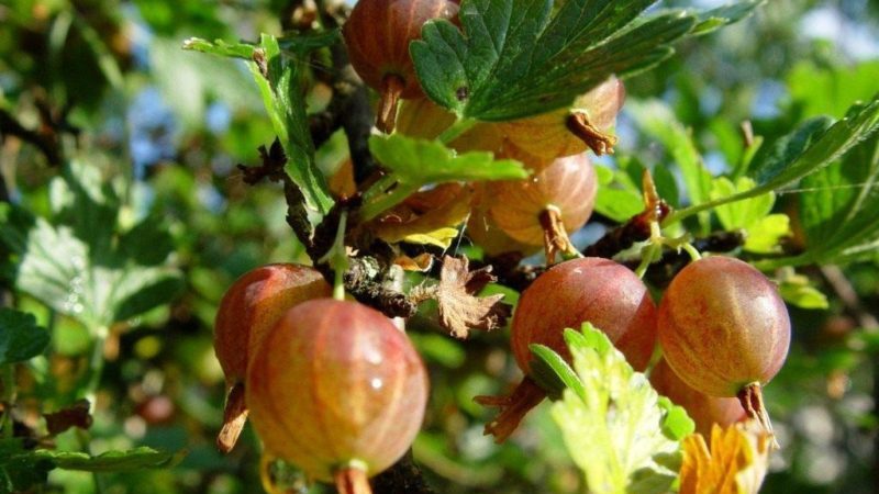 Varietà e caratteristiche dell'uva spina in crescita senza spine