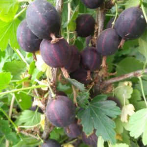 Varietà e caratteristiche dell'uva spina in crescita senza spine